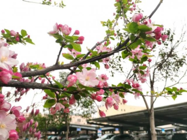 人间最美四月天丨霄云煤矿：镜头下的“春天”美如画